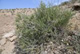 Salsola arbuscula. Цветущее растение. Таджикистан, Согдийская обл., горы Окбель, лёссовый склон. 7 мая 2023 г.