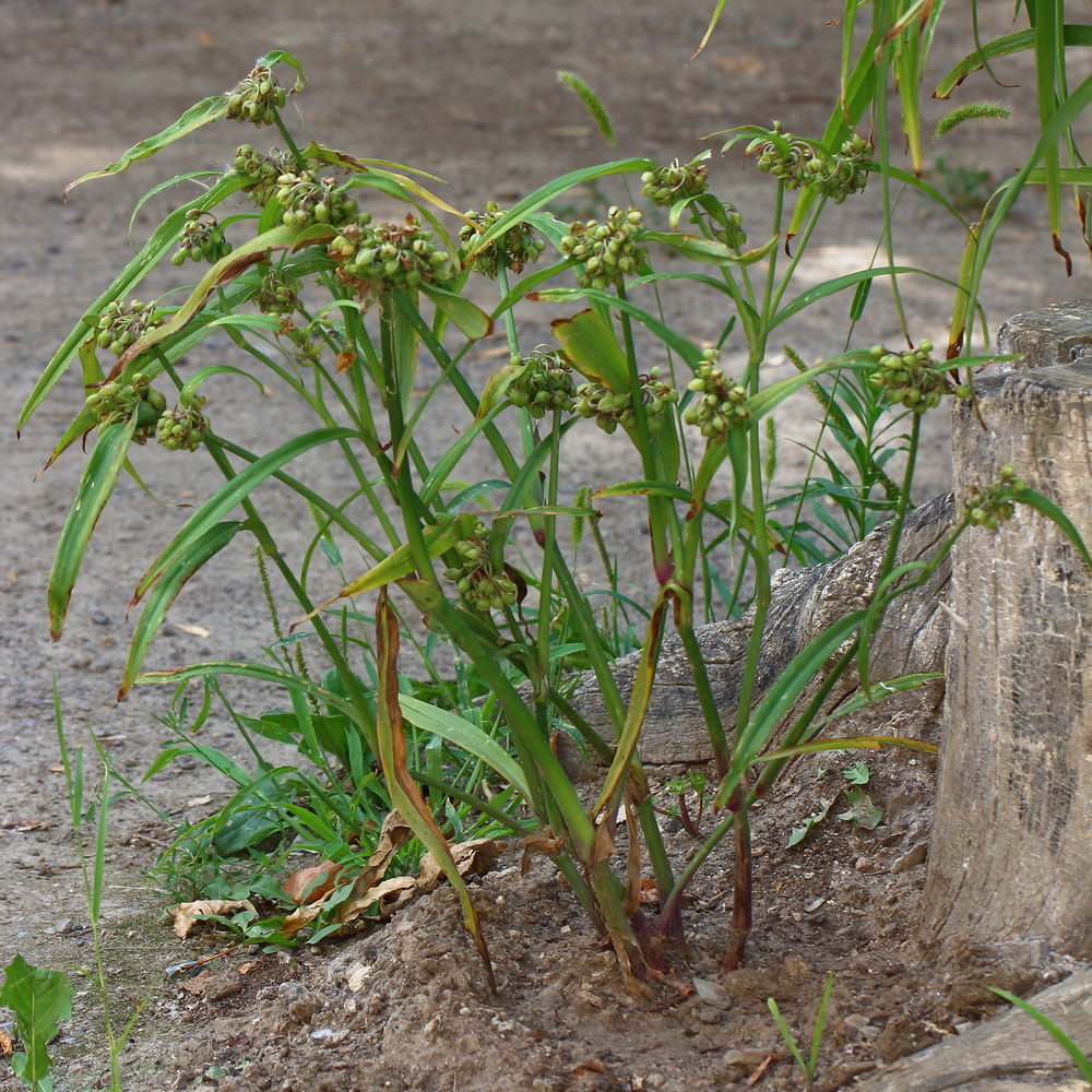 Image of Tradescantia &times; andersoniana specimen.