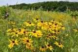 Rudbeckia bicolor