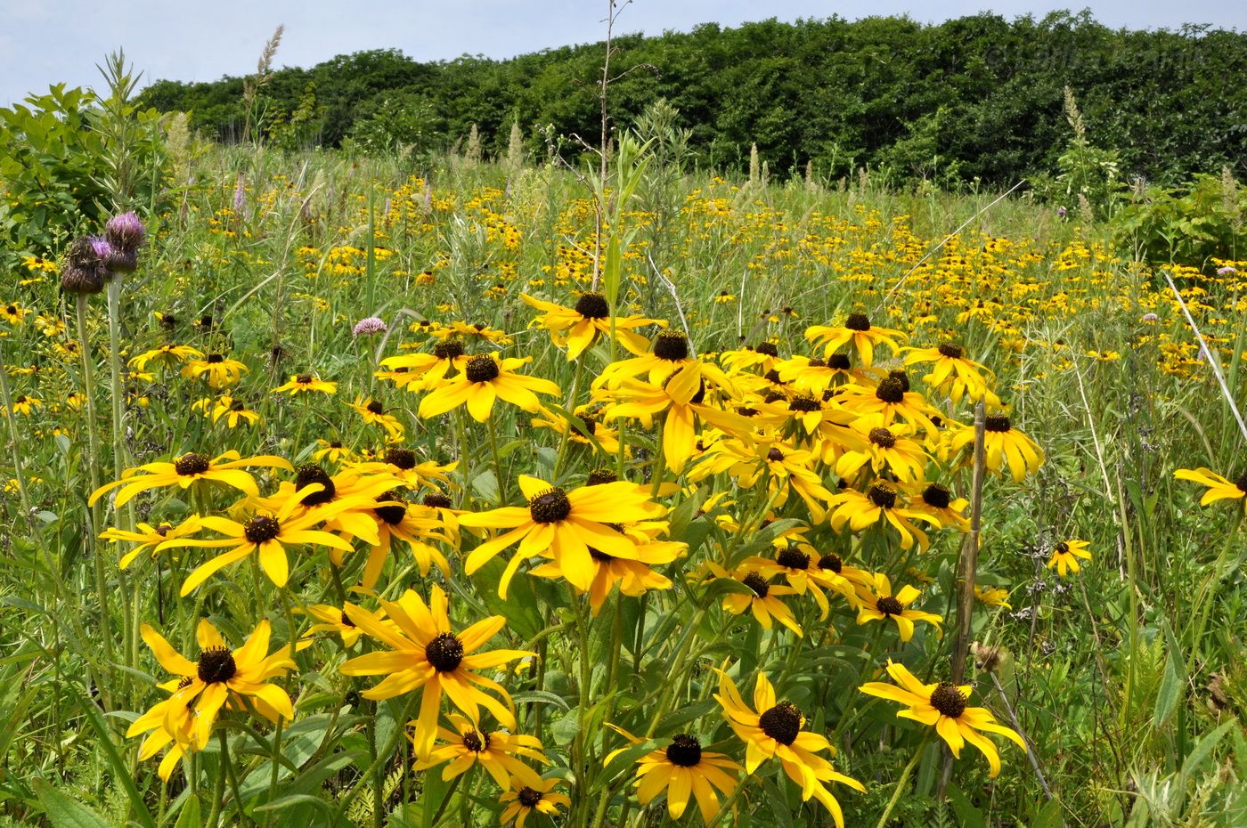 Изображение особи Rudbeckia bicolor.