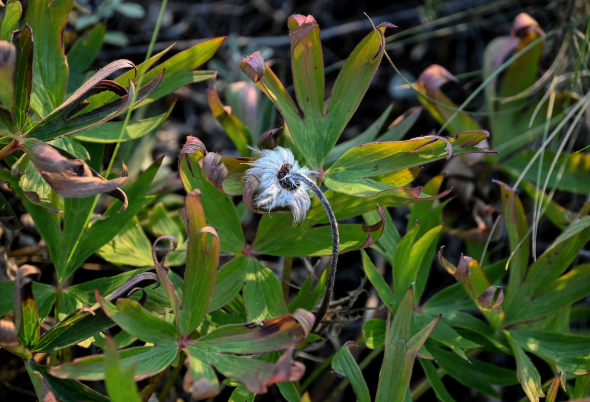 Image of genus Pulsatilla specimen.