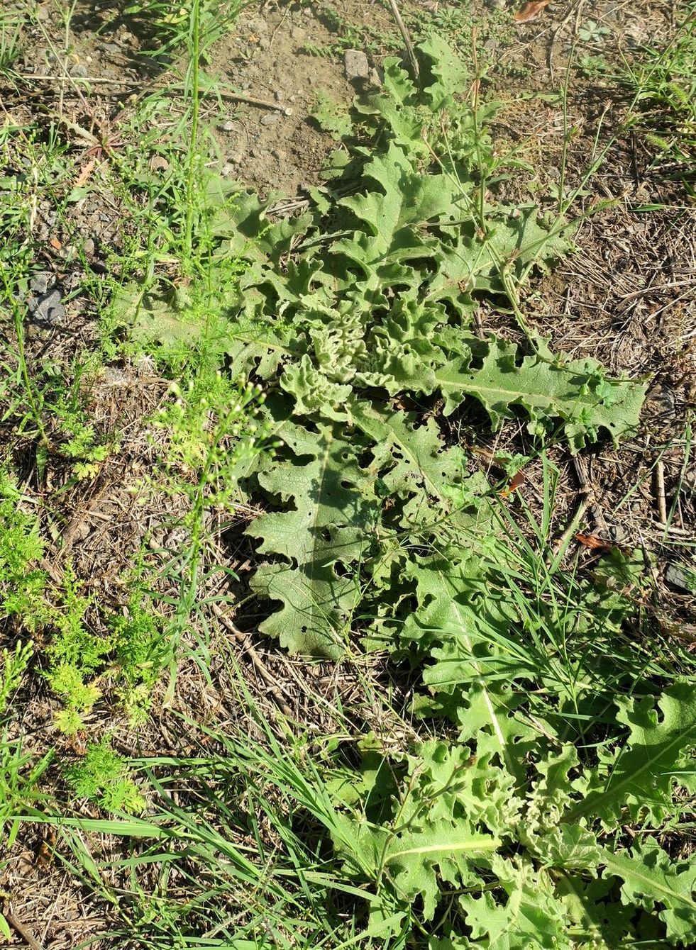 Изображение особи Verbascum sinuatum.