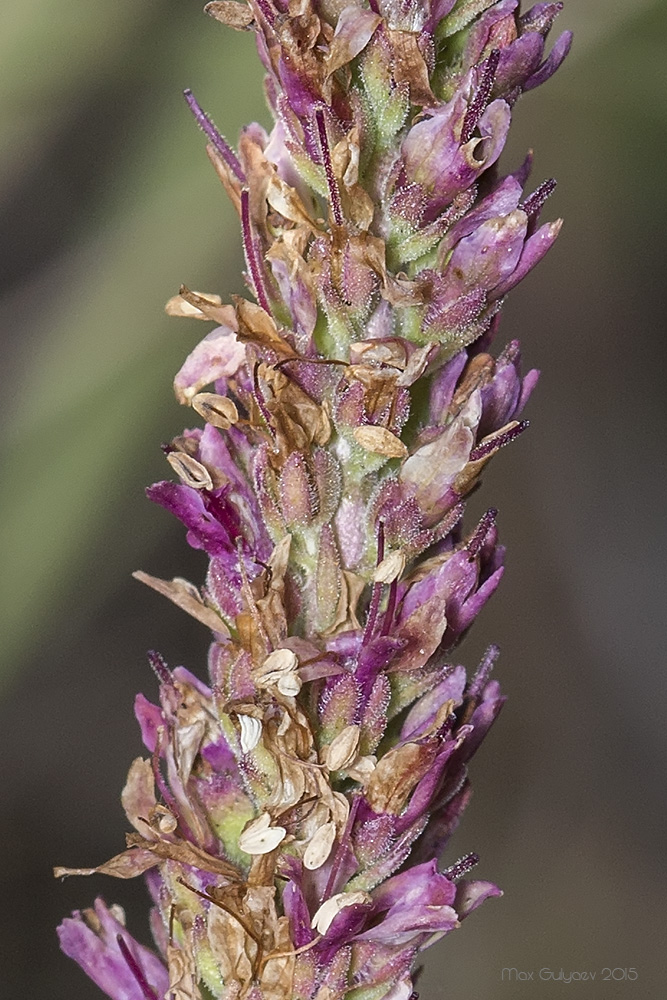 Image of Veronica incana specimen.