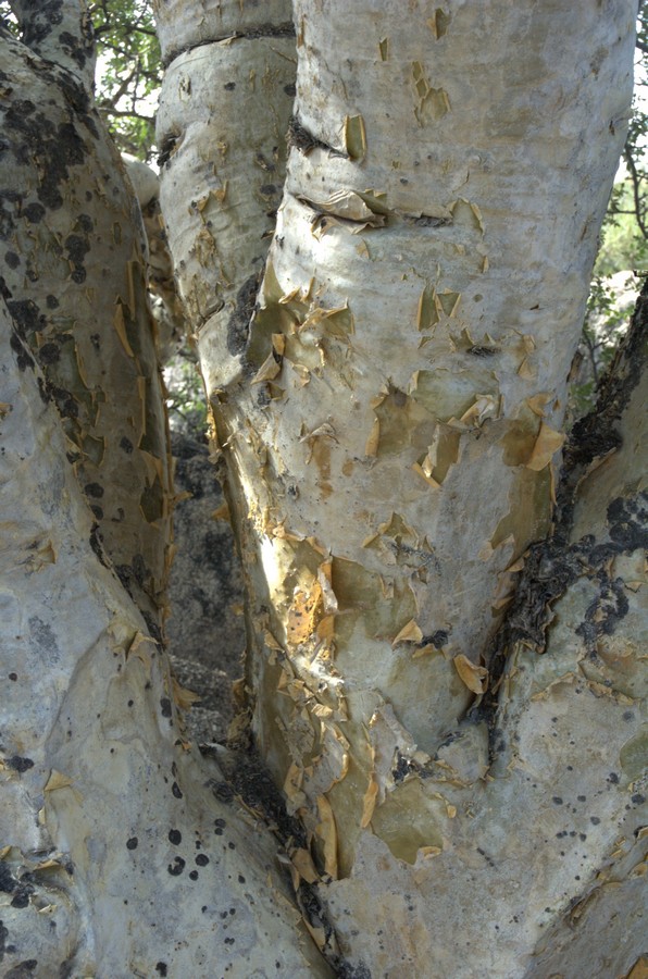 Image of Pachycormus discolor specimen.