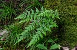 Asplenium adiantum-nigrum. Вегетирующее растение. Грузия, Самцхе-Джавахети, национальный парк \"Боржоми-Харагаули\", широколиственный лес с преобладанием Quercus, поросший мхами участок склона. 11.06.2023.