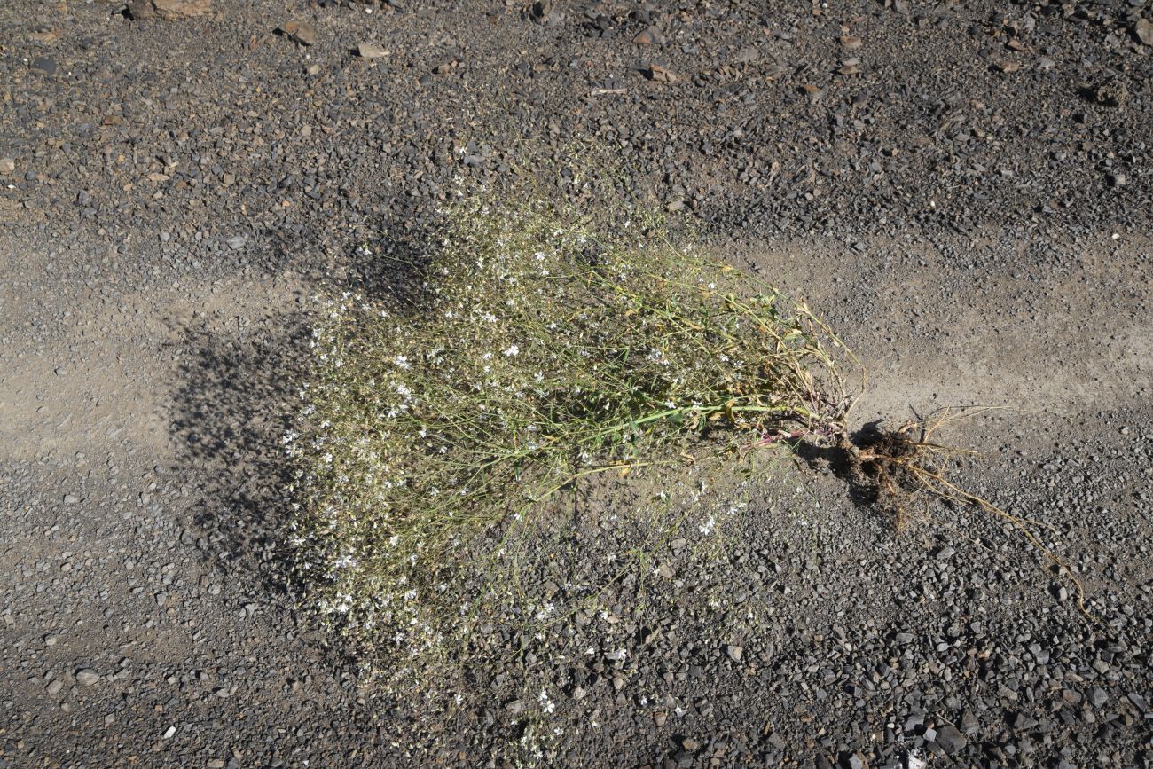 Изображение особи Gypsophila elegans.