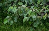 Alnus hirsuta. Верхушки ветвей. Курильские о-ва, о-в Кунашир, берег оз. Лагунное, влажный луг. 18.08.2022.