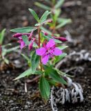 Chamaenerion latifolium. Верхушка растения с цветками и бутонами. Красноярский край, Таймырский Долгано-Ненецкий р-н, плато Путорана, устье р. Кутарамакан, каменисто-песчаный пляж. 23.07.2023.