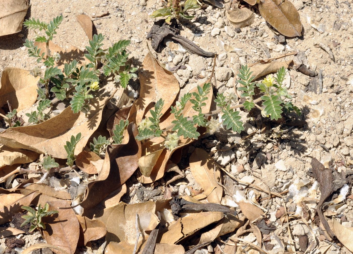 Изображение особи Tribulus terrestris.