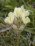 Oxytropis campestris. Верхушка побега с соцветием. Испания, автономное сообщество Каталония, провинция Жирона, комарка Рипольес, муниципалитет Сеткасес, курорт \"Вальтер 2000\", ≈2200 м н.у.м., каменистый луг с зарослями кустарников. 24.06.2021.