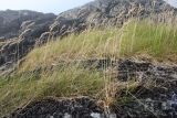 Festuca richardsonii