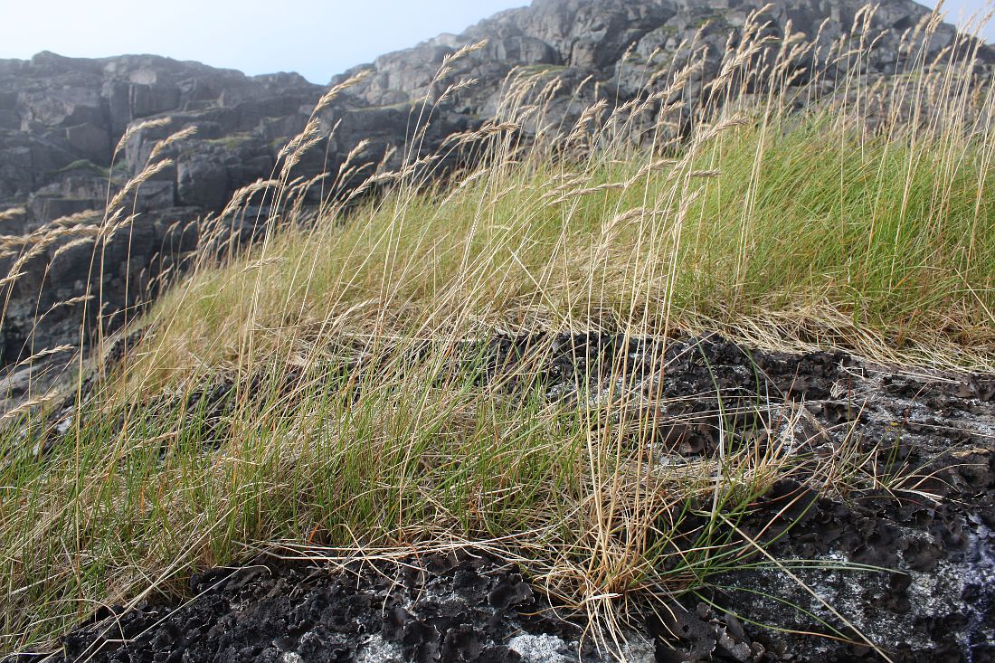 Изображение особи Festuca richardsonii.