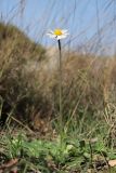 Bellis sylvestris