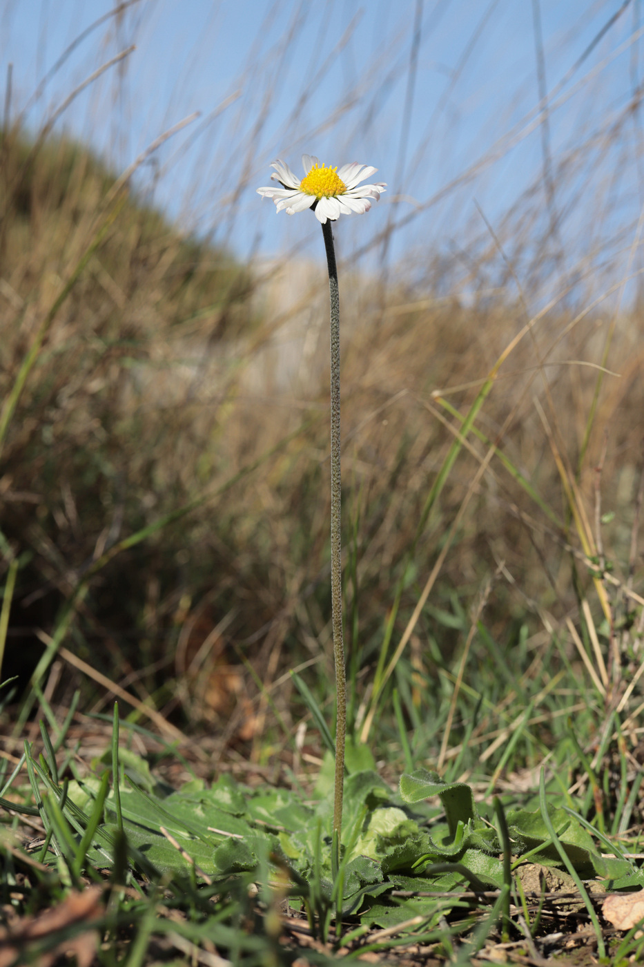 Изображение особи Bellis sylvestris.