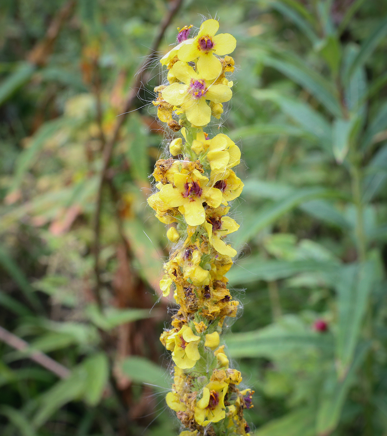 Изображение особи Verbascum nigrum.