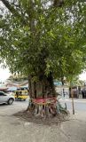 род Ficus