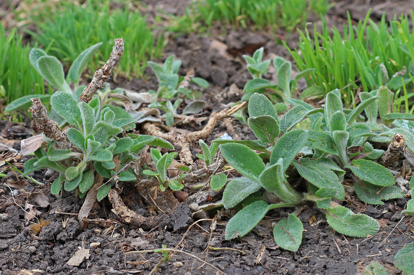 Изображение особи Stachys byzantina.