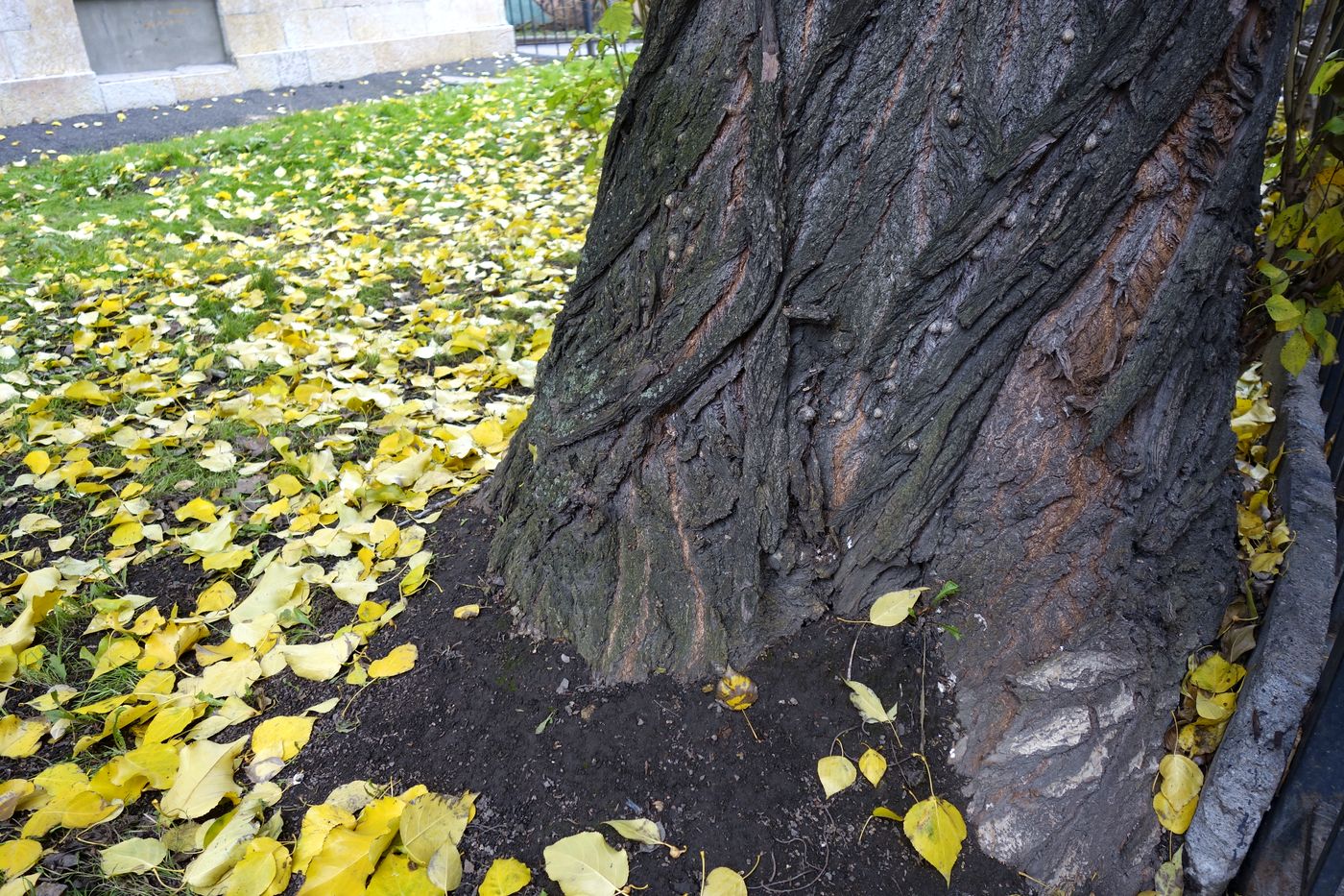 Image of genus Populus specimen.
