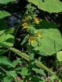 Lysimachia vulgaris