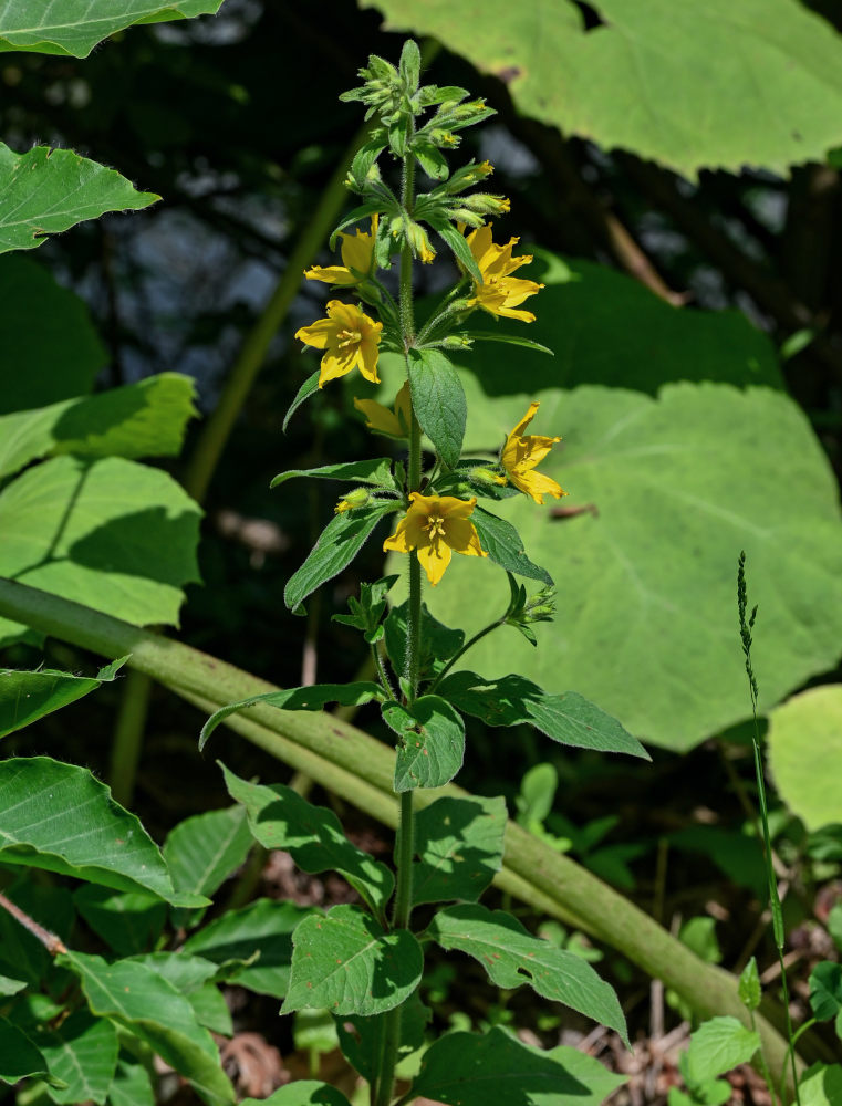 Изображение особи Lysimachia vulgaris.