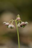 Chimaphila umbellata