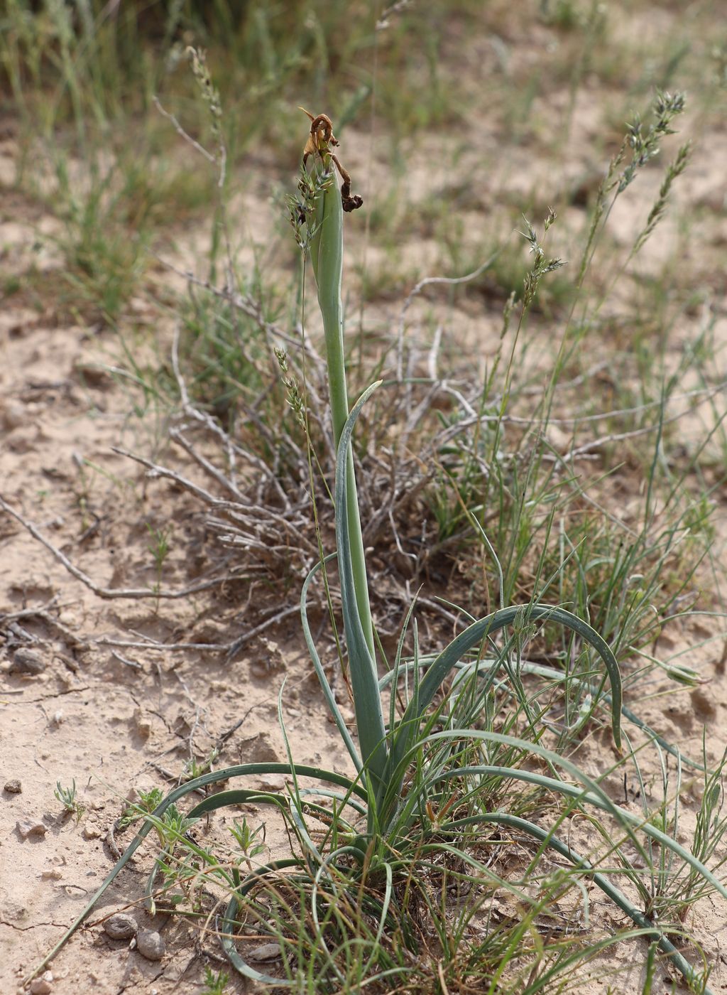 Image of Iris falcifolia specimen.