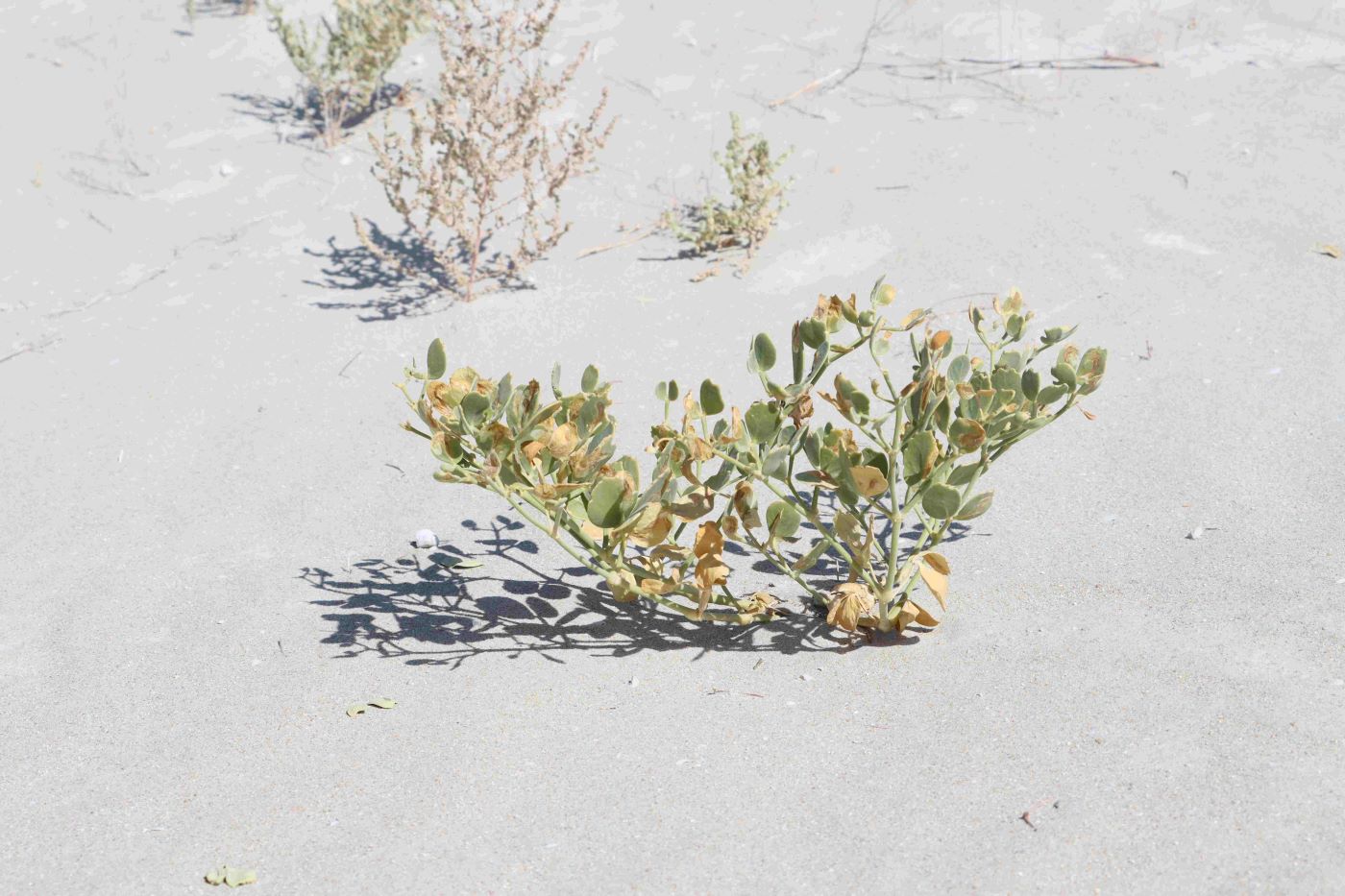 Image of Zygophyllum miniatum specimen.