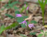 Cephalanthera rubra