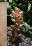 Orobanche dagestanica. Цветущее растение (паразитирует на Cirsium pugnax). Дагестан, Агульский р-н, 5 км ССЗ с. Чираг, сланцевая осыпь. 25 июня 2023 г.