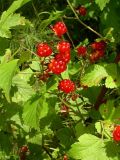 Rubus crataegifolius