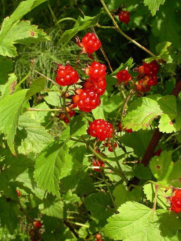 Image of Rubus crataegifolius specimen.