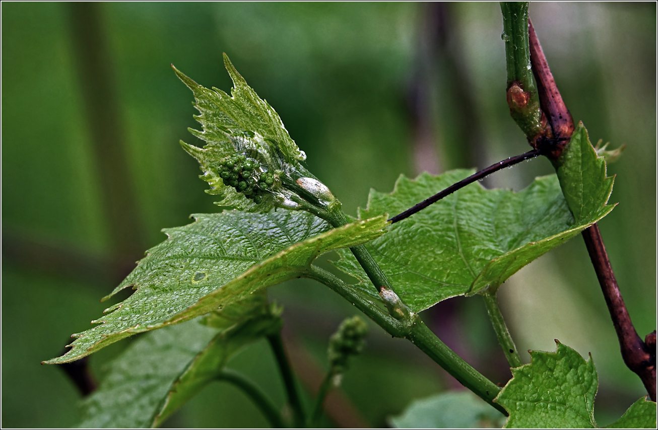 Image of Vitis &times; labruscana specimen.