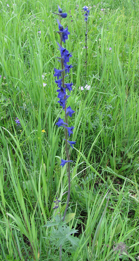 Изображение особи Delphinium korshinskyanum.