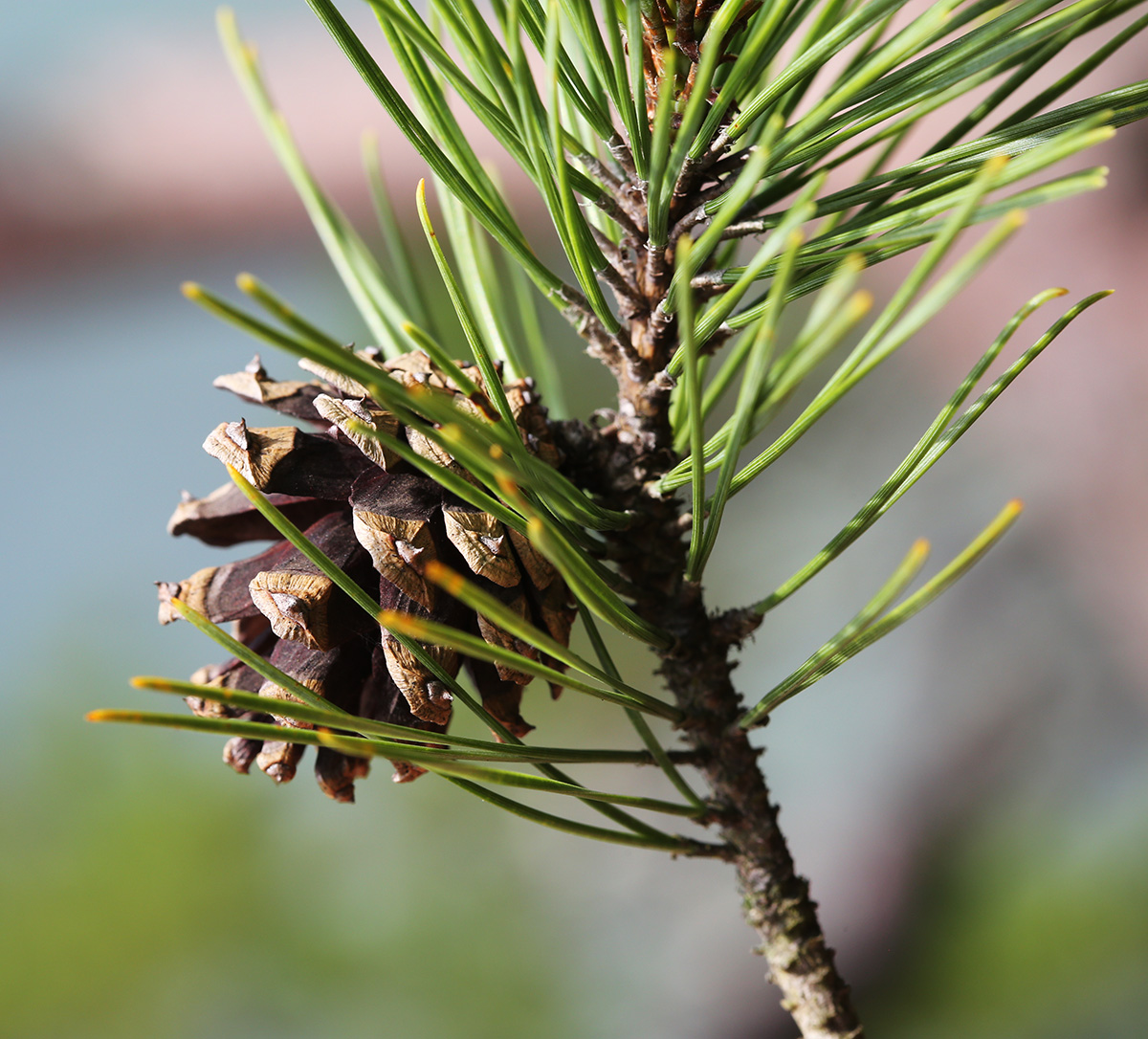 Image of Pinus × funebris specimen.