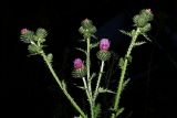 Carduus crispus. Верхушка зацветающего растения. Ульяновская обл., окр. г. Димитровград, долина р. Мал. Ерыклы, опушка сырого черноольхового леса. 06.07.2023.