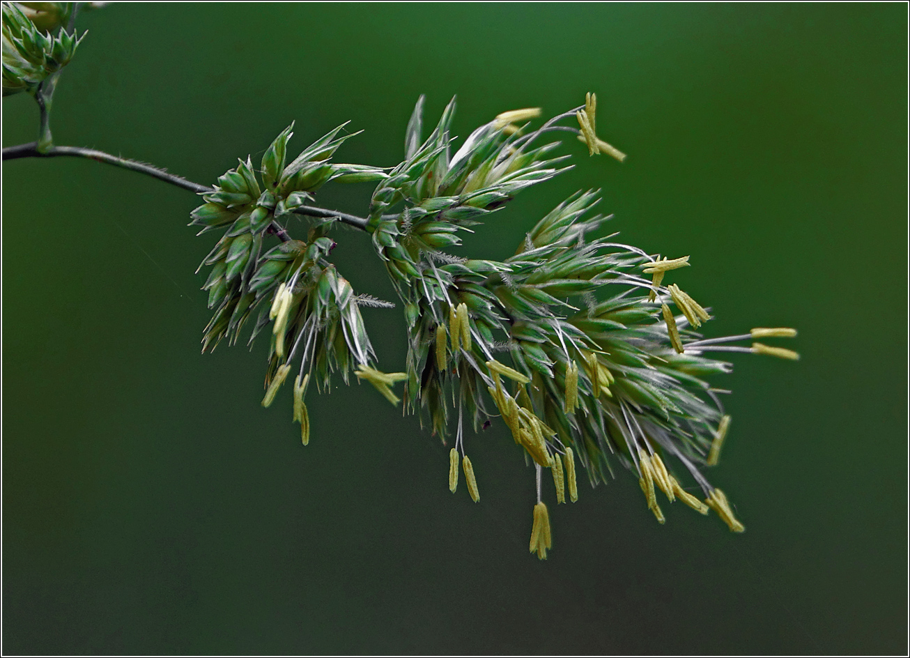 Изображение особи Dactylis glomerata.