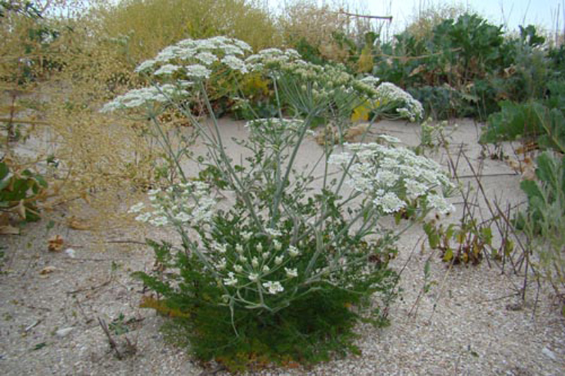 Image of Astrodaucus littoralis specimen.