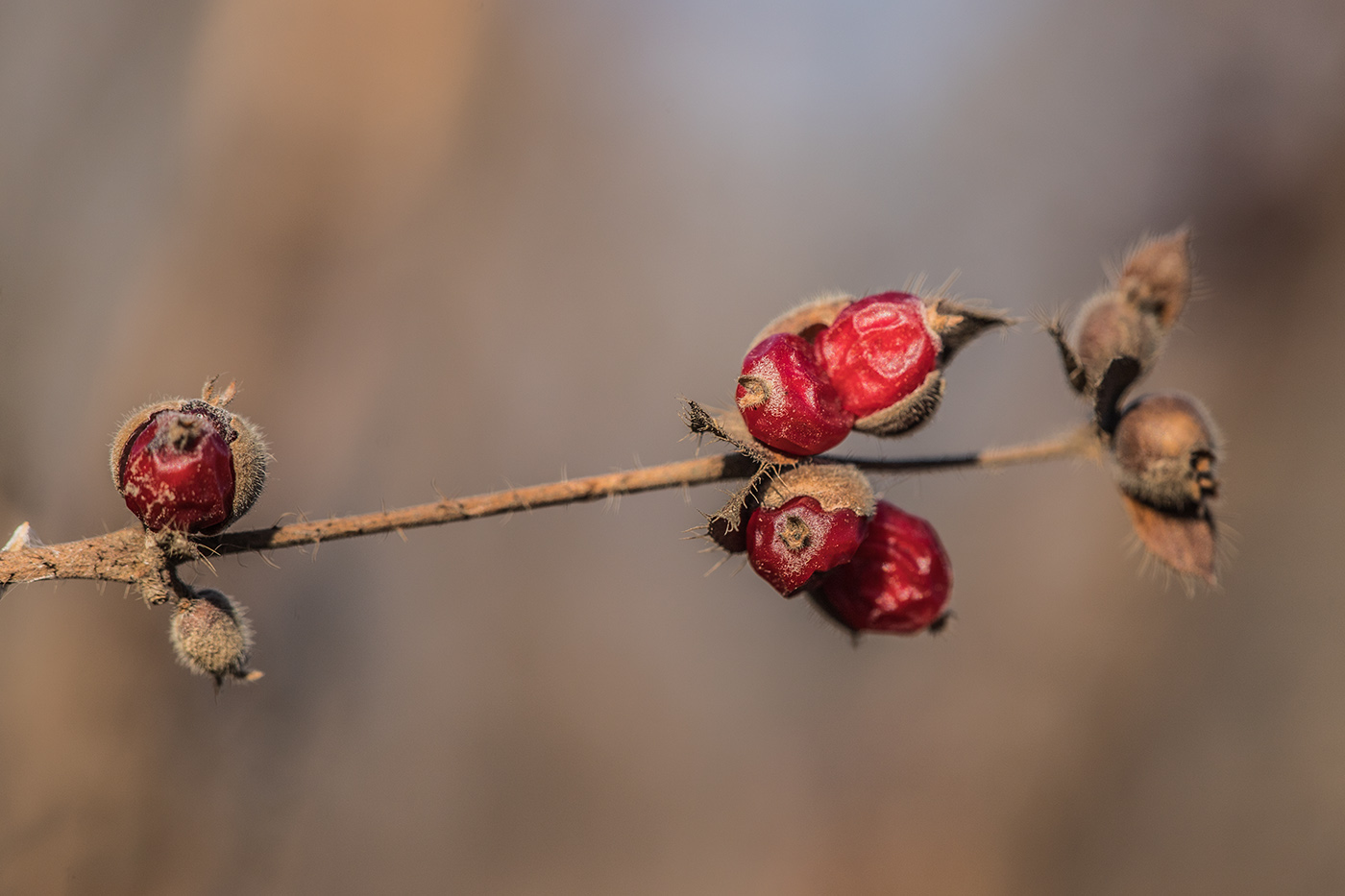 Image of genus Lonicera specimen.