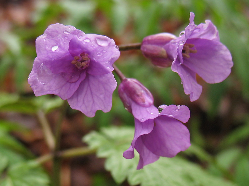 Изображение особи Cardamine glanduligera.