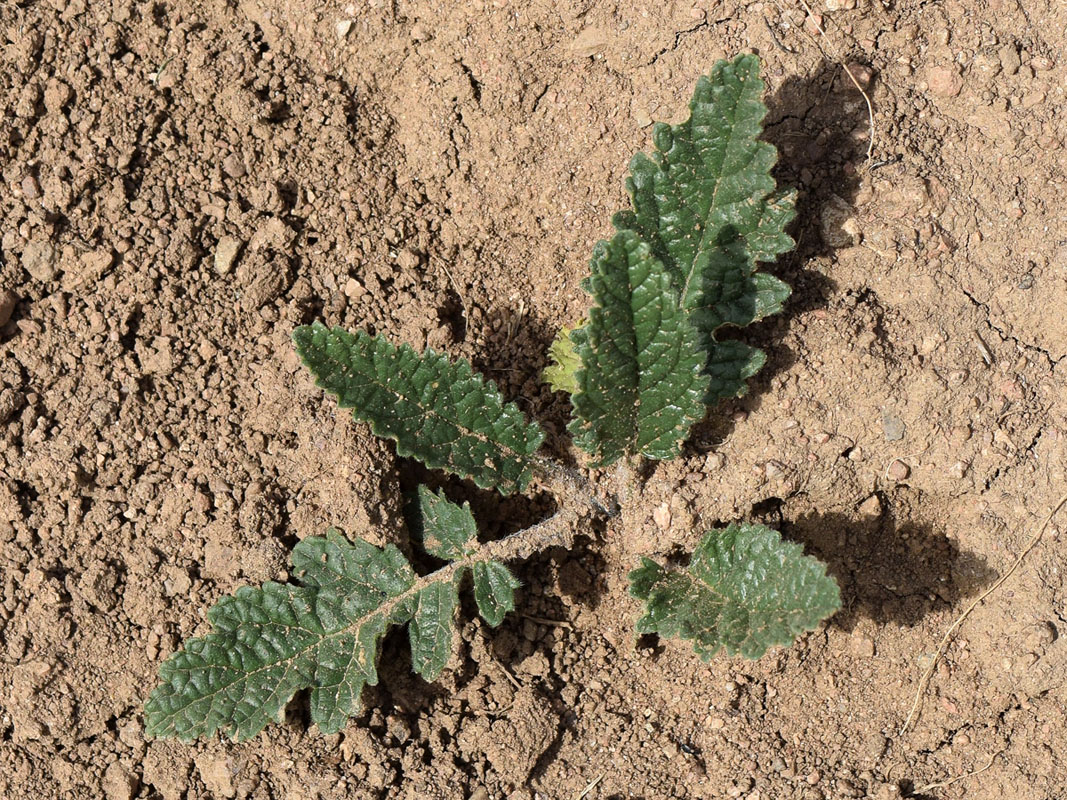 Image of Phlomoides speciosa specimen.