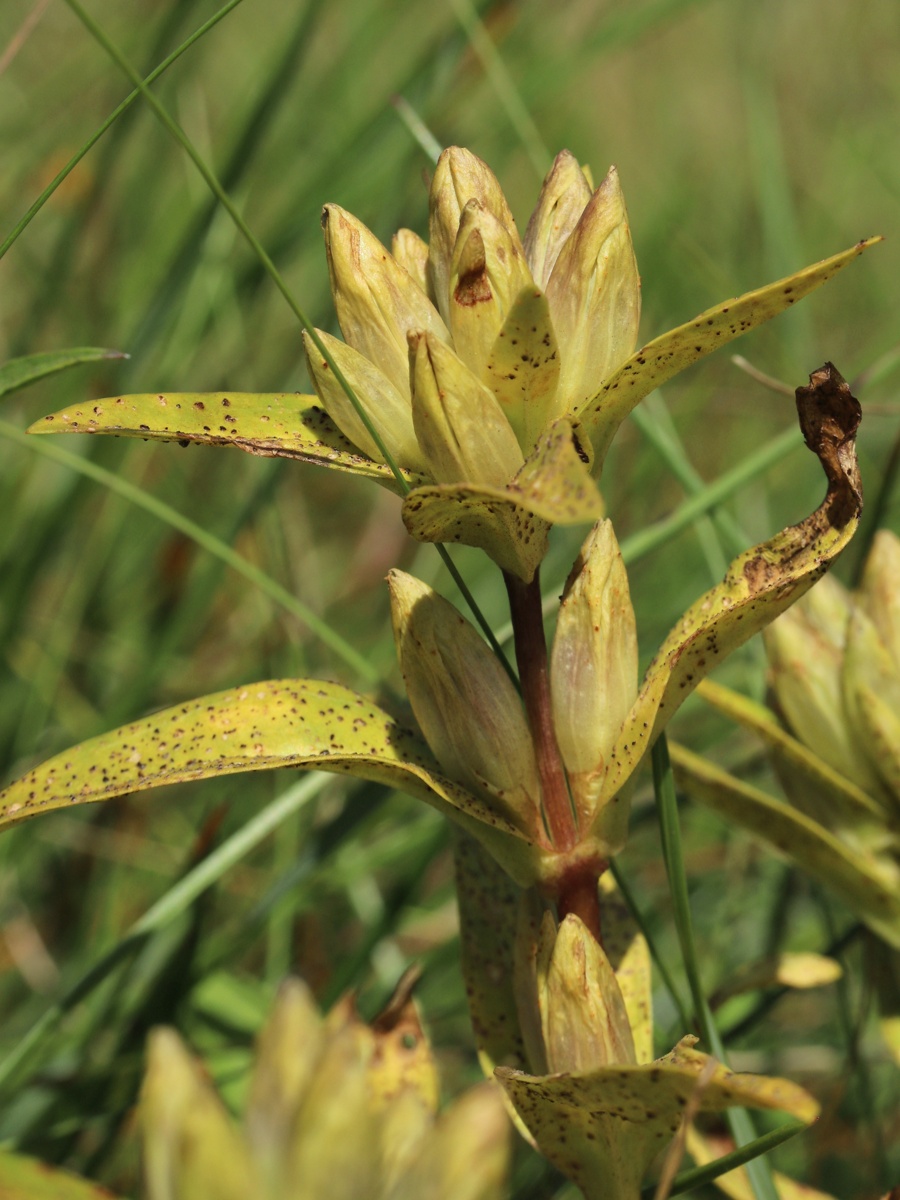 Image of Gentiana cruciata specimen.