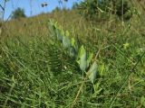 Polygonatum odoratum. Вегетирующее растение. Псковская обл., Печорский р-н, окр. дер. Вастцы, суходольный злаково-разнотравный луг на известняке. 18.08.2024.