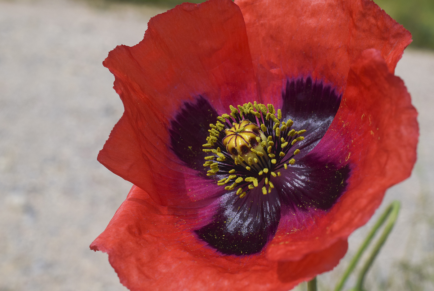 Image of Papaver somniferum specimen.