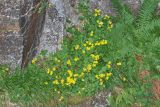 Dolichorrhiza renifolia