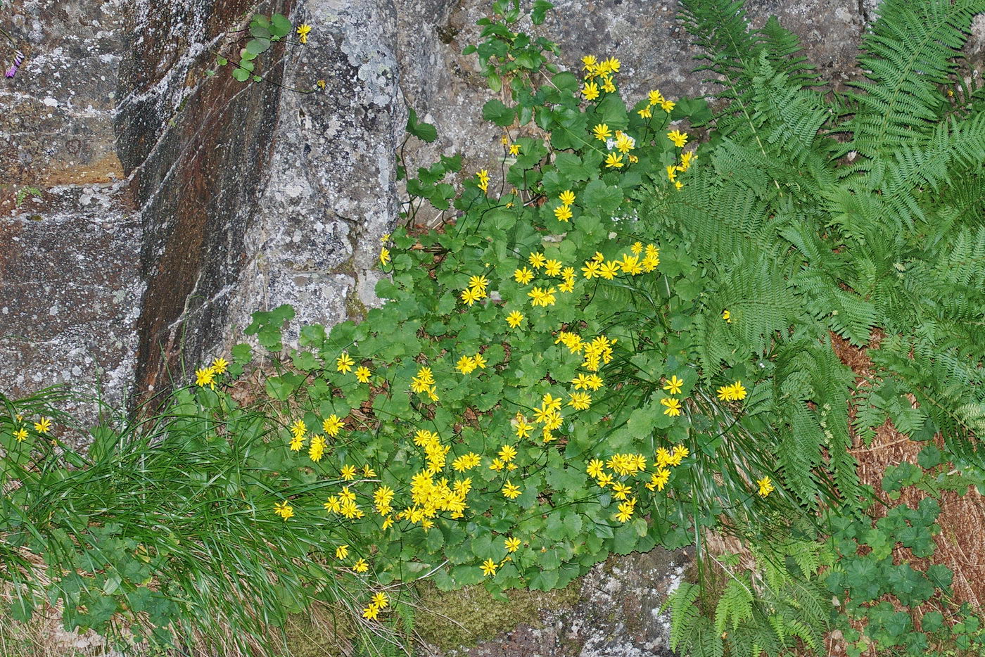 Image of Dolichorrhiza renifolia specimen.