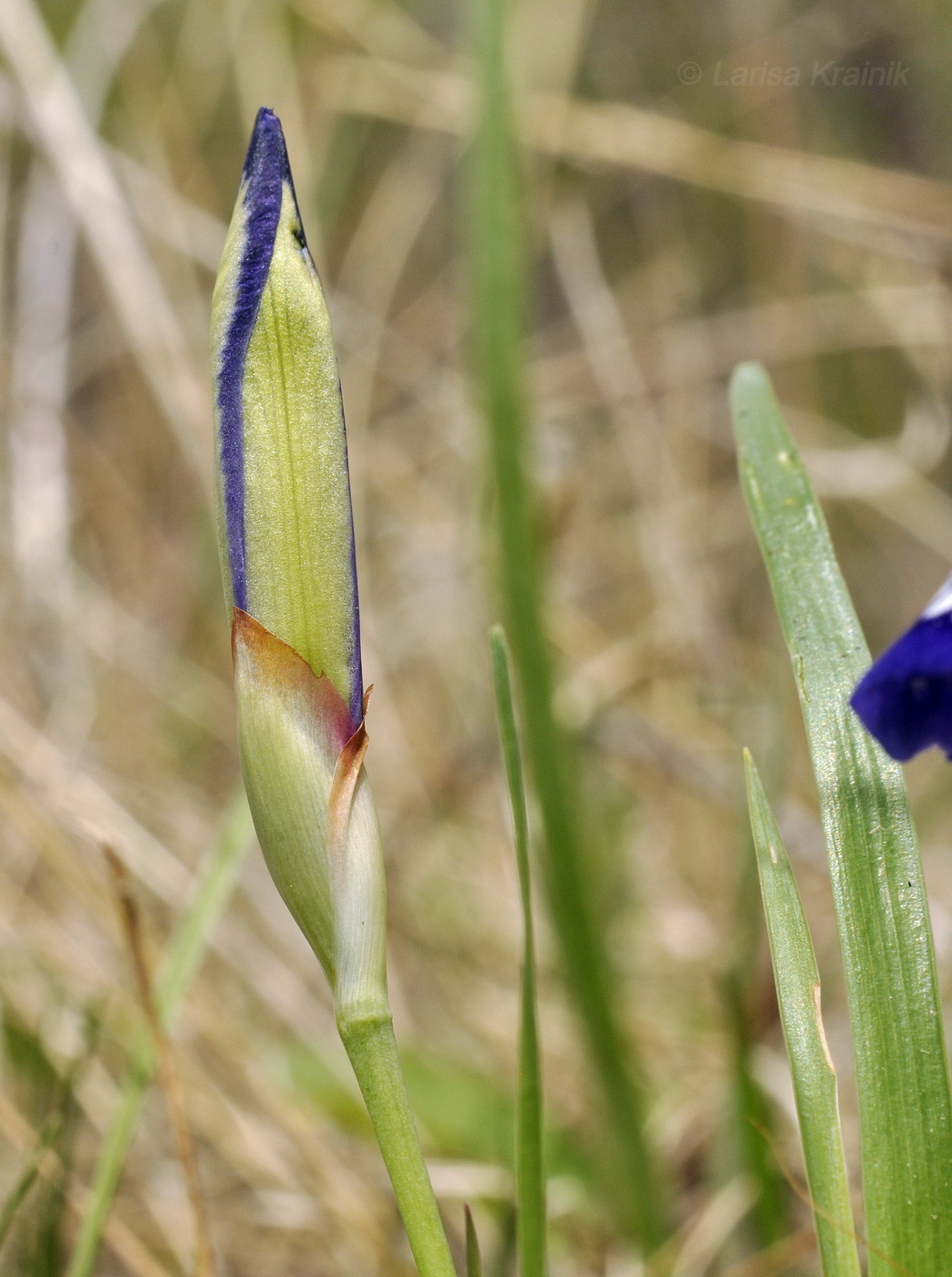 Image of Iris uniflora specimen.