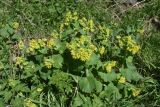 genus Scrophularia. Цветущее растение. Турция, ил Ардахан, левый борт дол. р. Рабат, подножие крепости Шайтан Калеси, выс. 1980 м н.у.м., луг. 18 мая 2025 г.