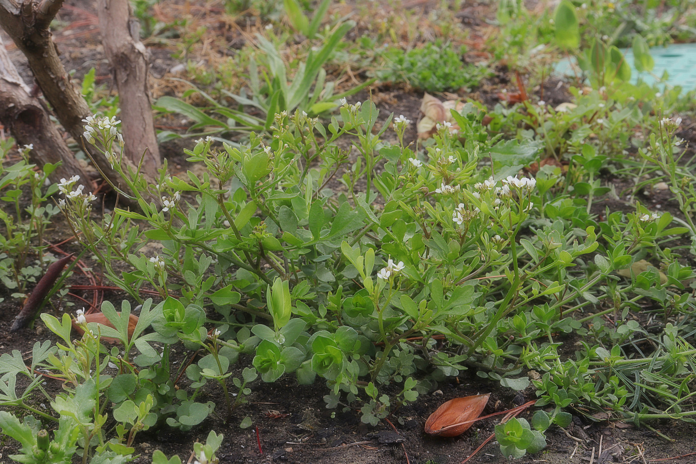 Изображение особи Cardamine occulta.