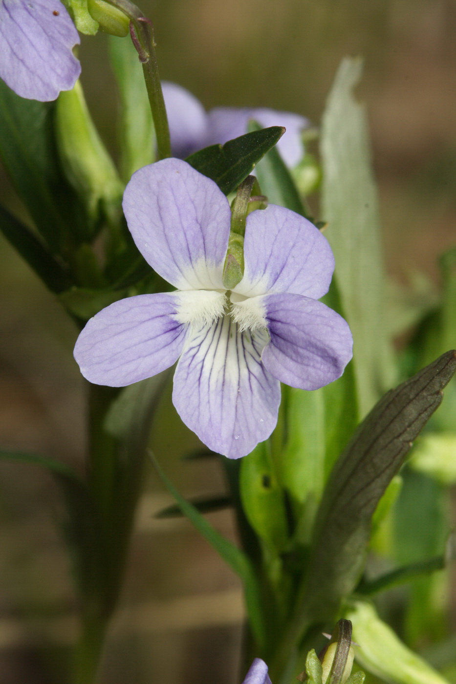 Image of genus Viola specimen.