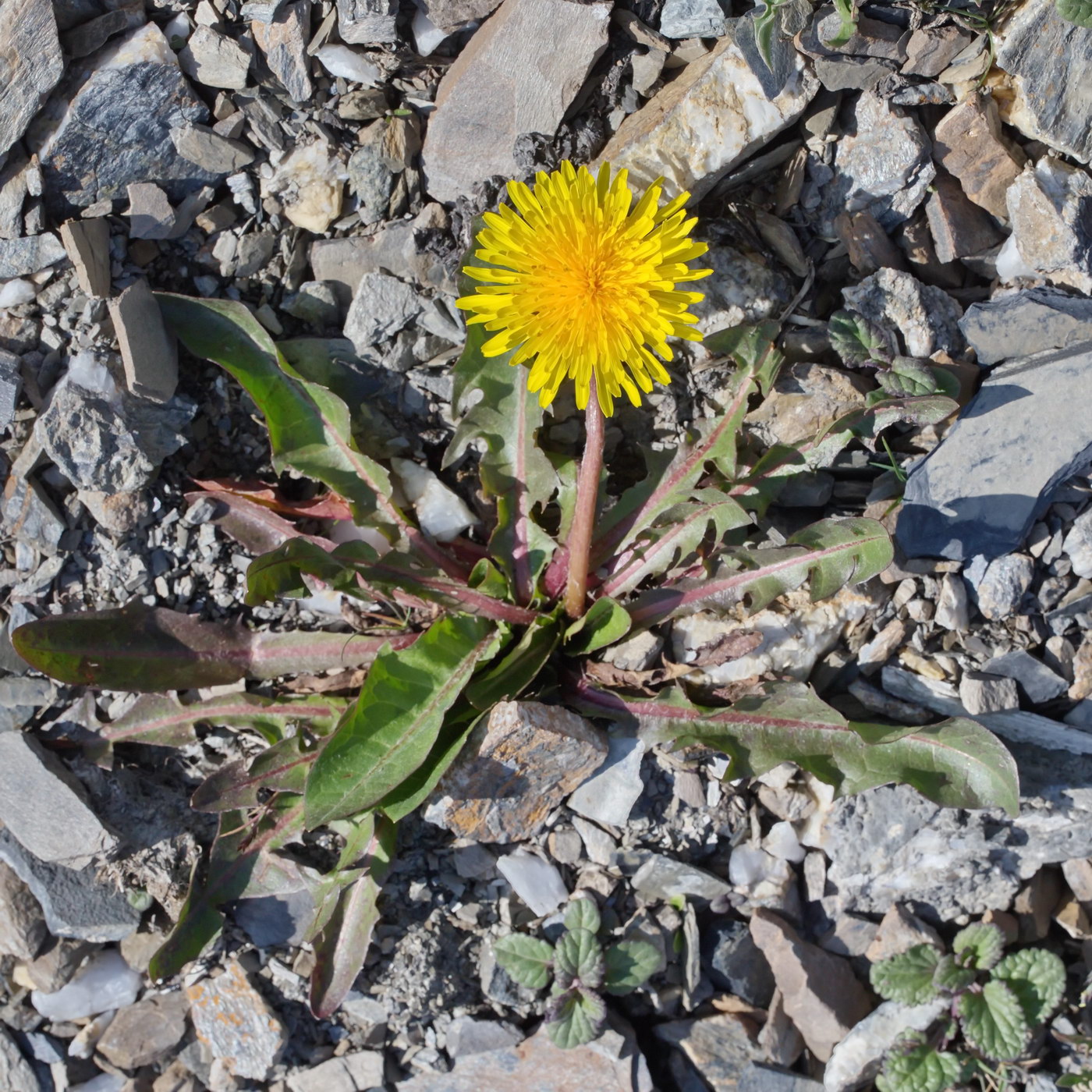 Image of genus Taraxacum specimen.
